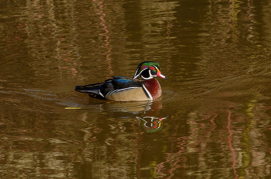 Wood Duck #1 Photograph by Jerry Cahill