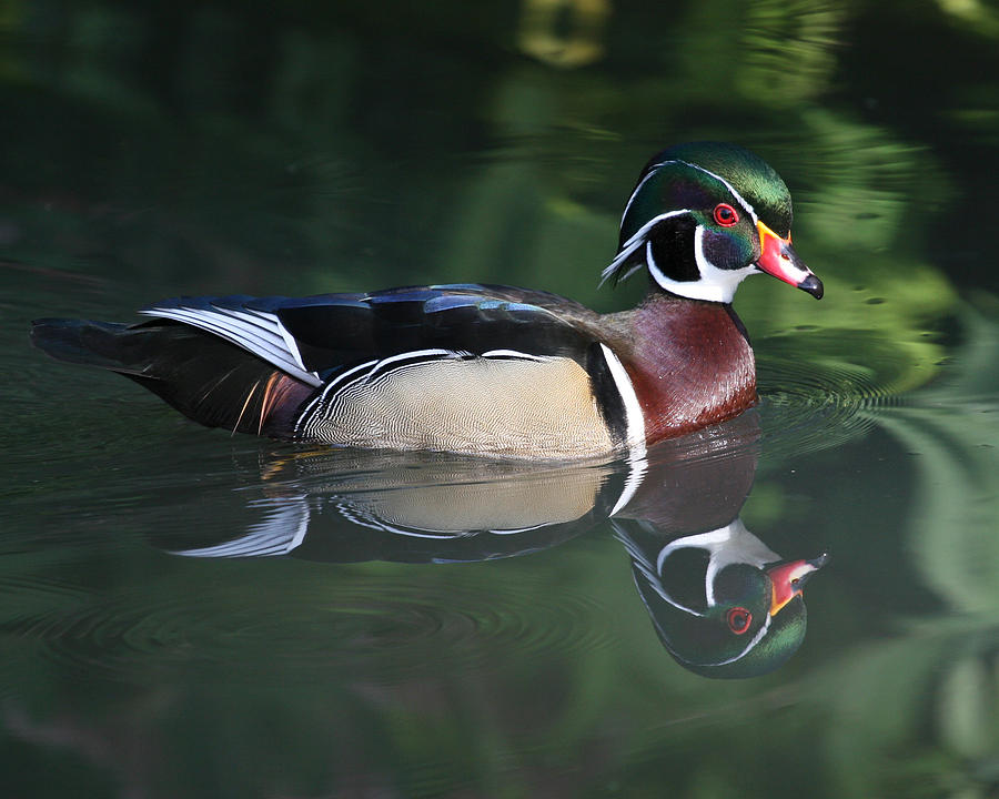 Wood Duck #1 Photograph by Larry Linton