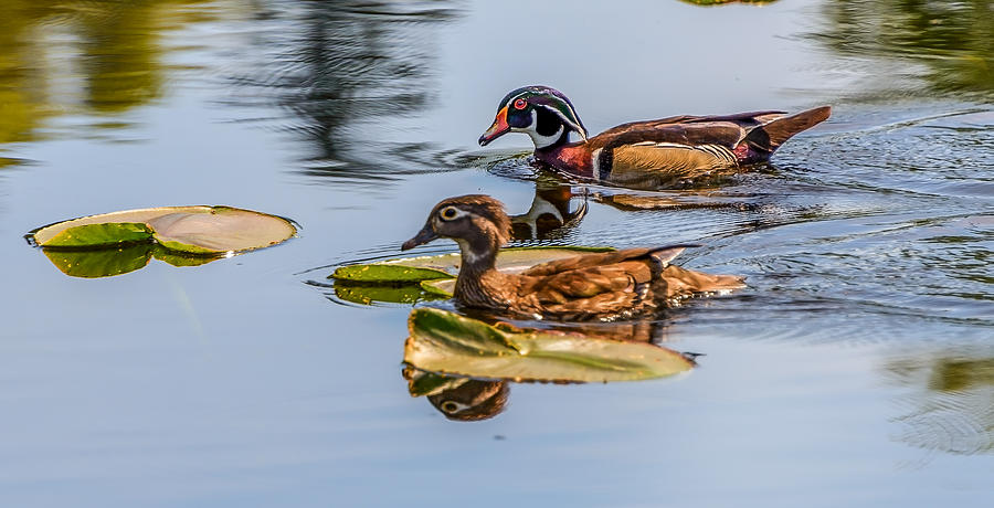 Wood Duck Pair #1 Photograph by Jerry Cahill