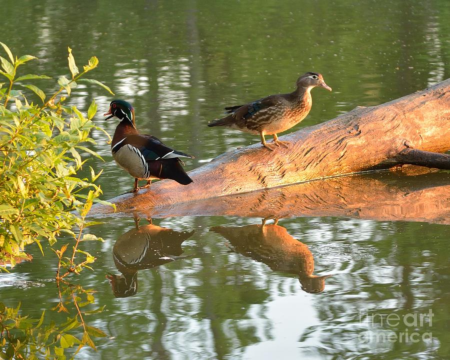 Duck Photograph - Wood Duck Reflections #1 by Kevin Pugh