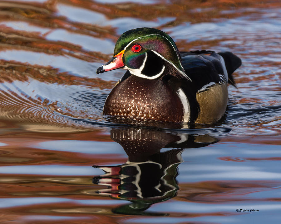 Wood Duck Reflections #2 Photograph by Stephen Johnson