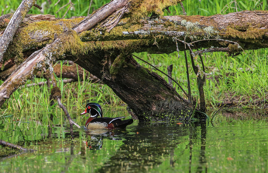 Wood Duck  #1 Photograph by Sam Amato
