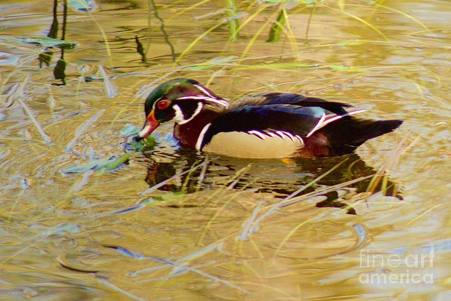 Wood Duck #2 Photograph by Sean Griffin