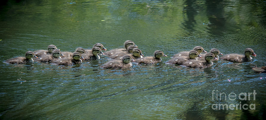Wood Ducklings Swimming #1 Photograph by Cheryl Baxter