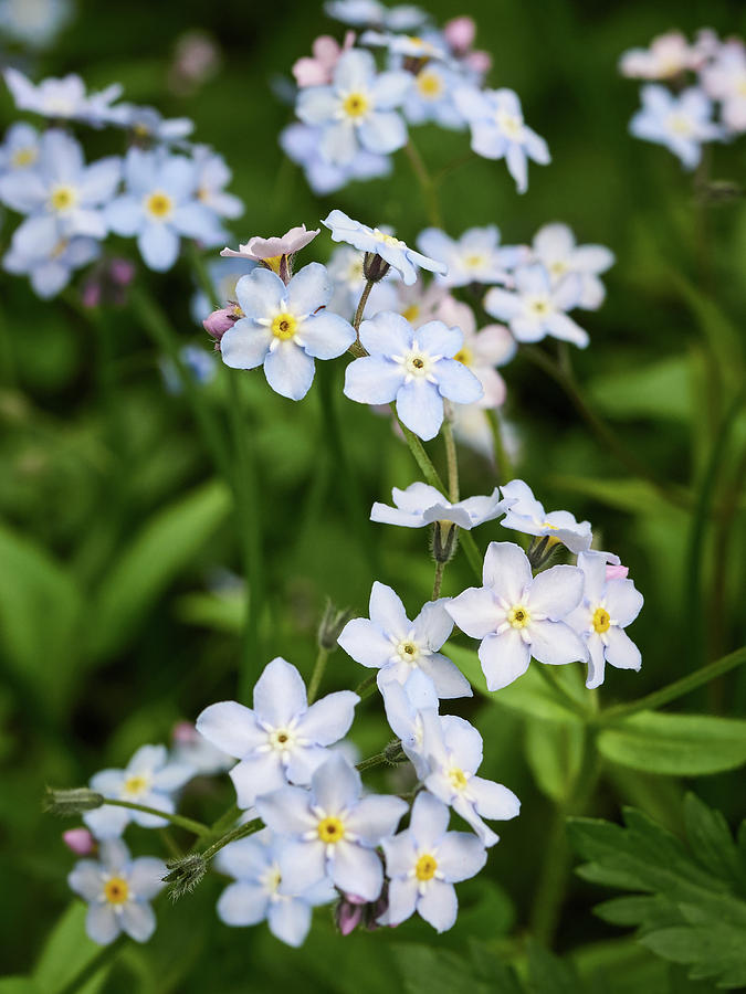 Wood forget me not #1 Photograph by Jouko Lehto