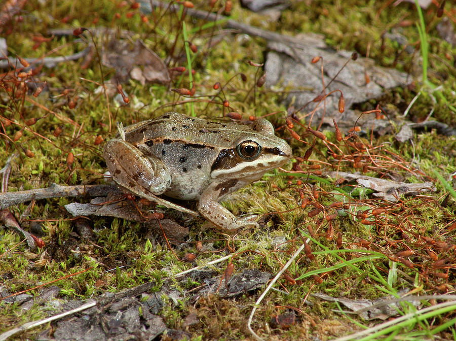 Wood Frog Photograph by Damon Calderwood - Fine Art America