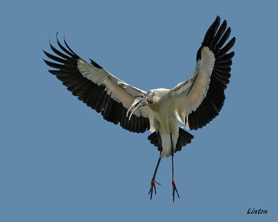 Wood Stork #1 Photograph by Larry Linton