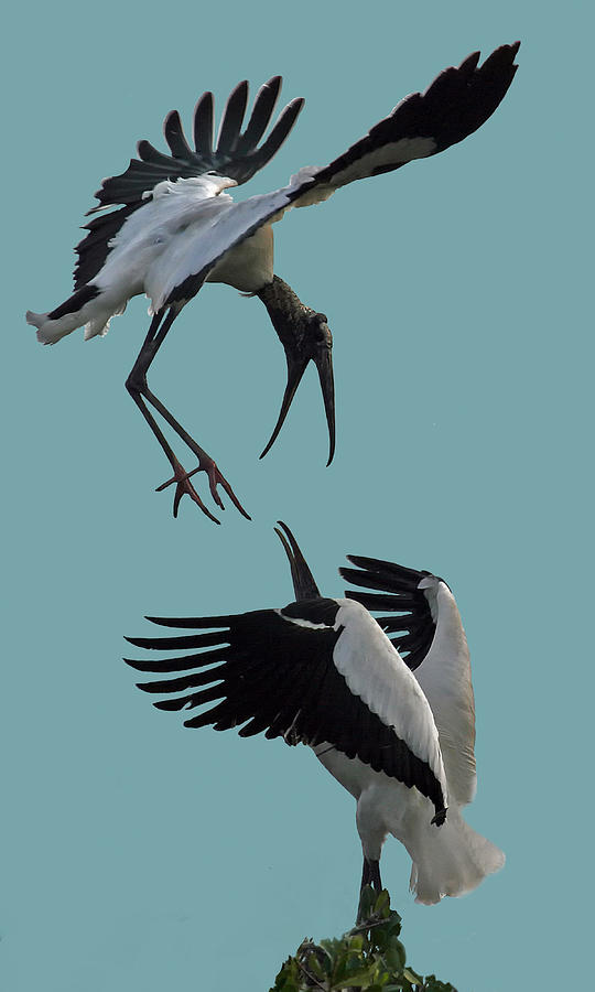 Wood Stork Pair #1 Photograph by Larry Linton
