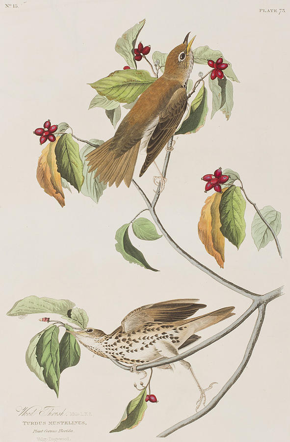 Wood Thrush Painting by John James Audubon - Fine Art America