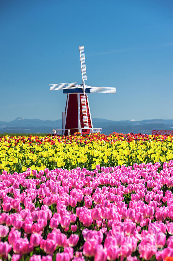 Wooden Shoe Tulip Windmill #1 Photograph by Louise Magno