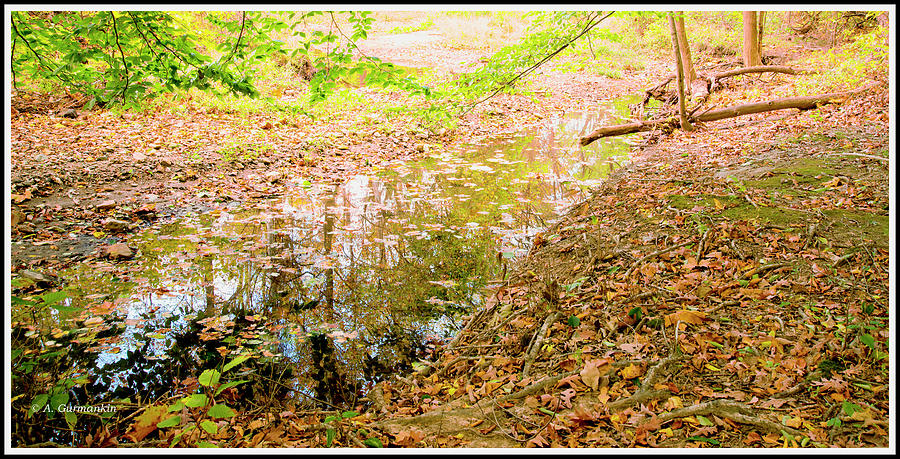 Woodland Brook in Autumn #1 Photograph by A Macarthur Gurmankin