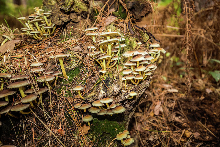 Woodland fungus #1 Photograph by Ed James