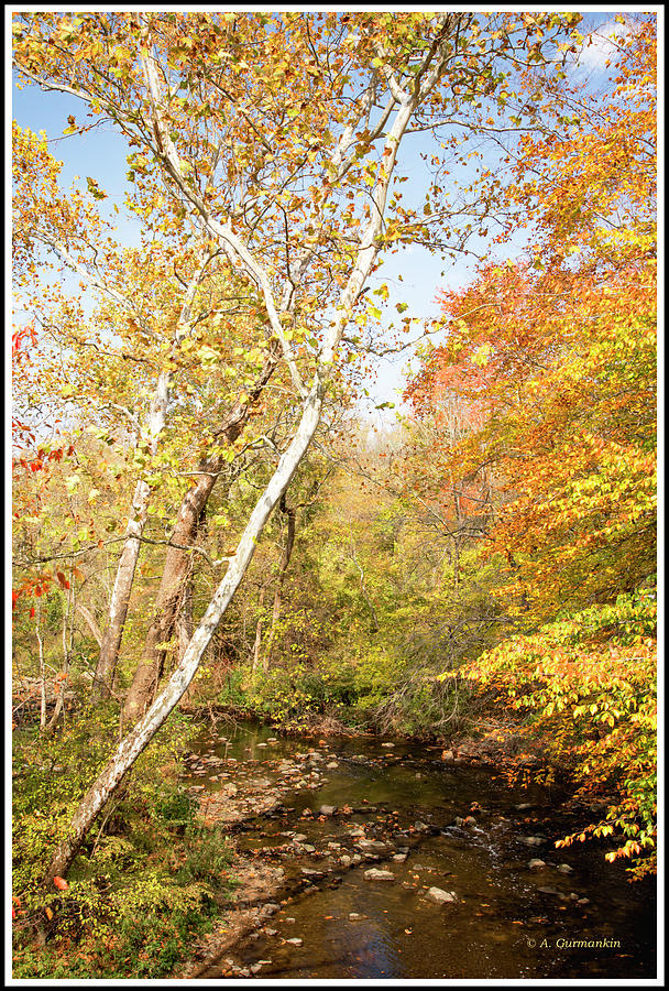 Woodland Stream in Fall, Montgomery County, Pennsylvania #1 Photograph by A Macarthur Gurmankin