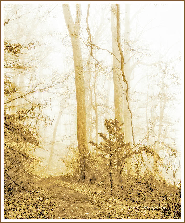 Woodland Trail in Autumn Fog #1 Photograph by A Macarthur Gurmankin