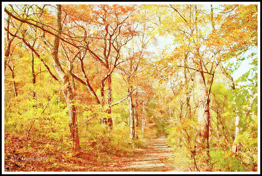 Woodland Trail in Autumn, Montgomery County, Pennsylvania #1 Photograph by A Macarthur Gurmankin