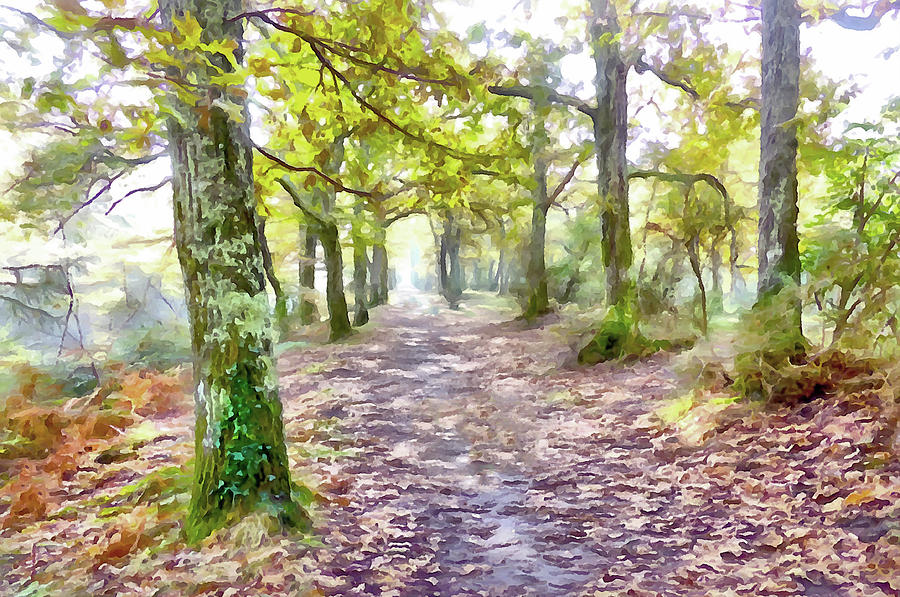 Tree Digital Art - Woodland Walk #1 by Bishopston Fine Art