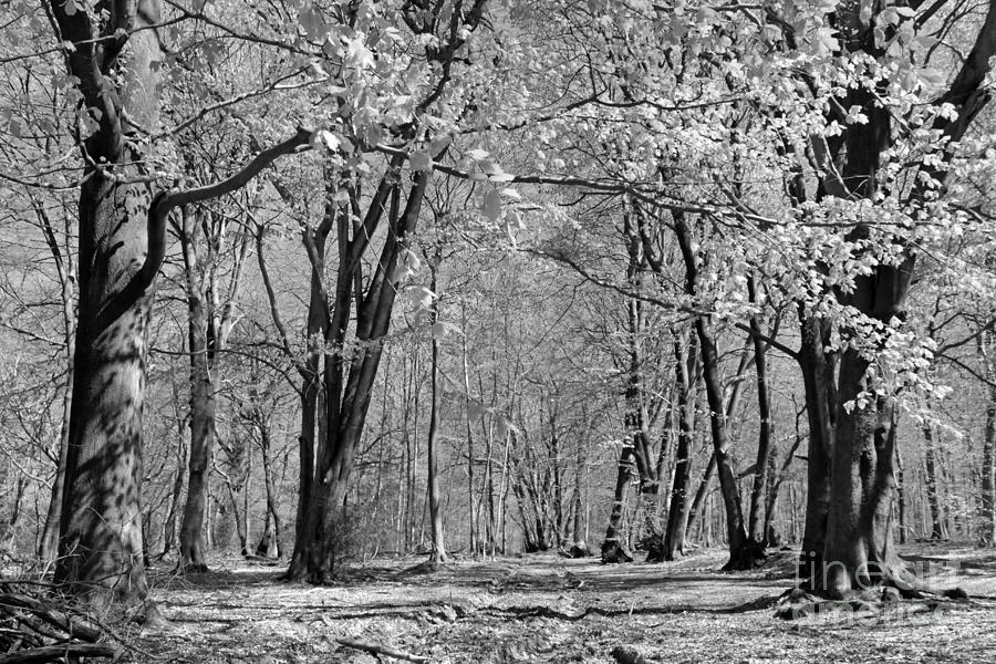 Woodland Walk #1 Photograph by Julia Gavin