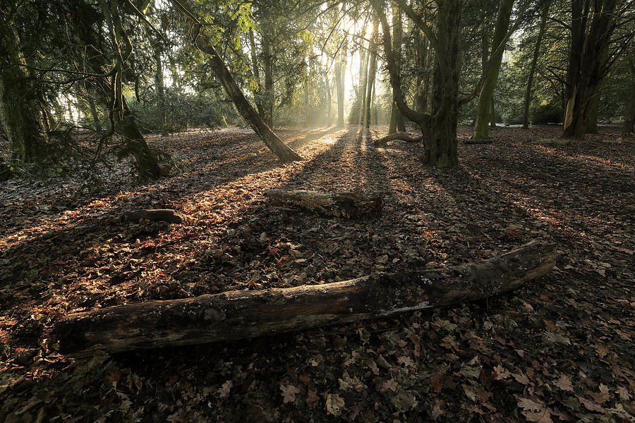 Woods #1 Photograph by David Harding