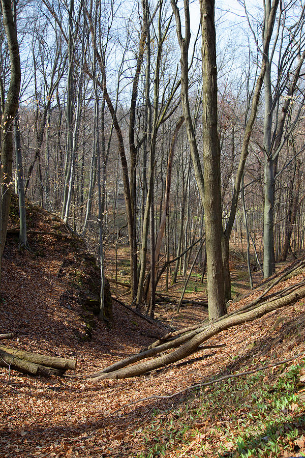 Woods #1 Photograph by Linda Kerkau