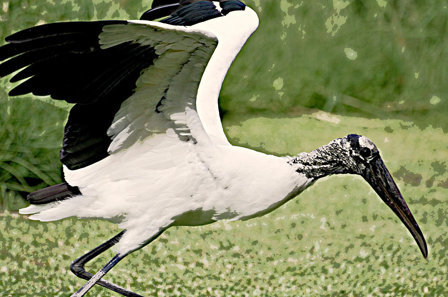 Woodstork #1 Photograph by Rose  Hill