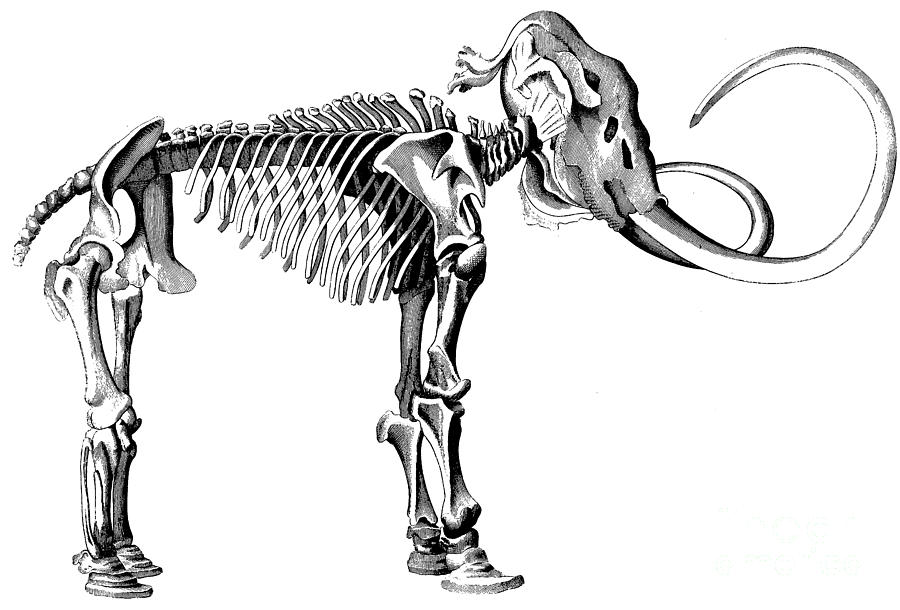 mammoth skeleton drawing