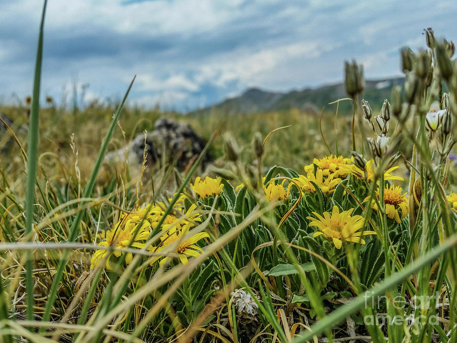 Wooly Actinella Photograph by Tony Baca - Fine Art America