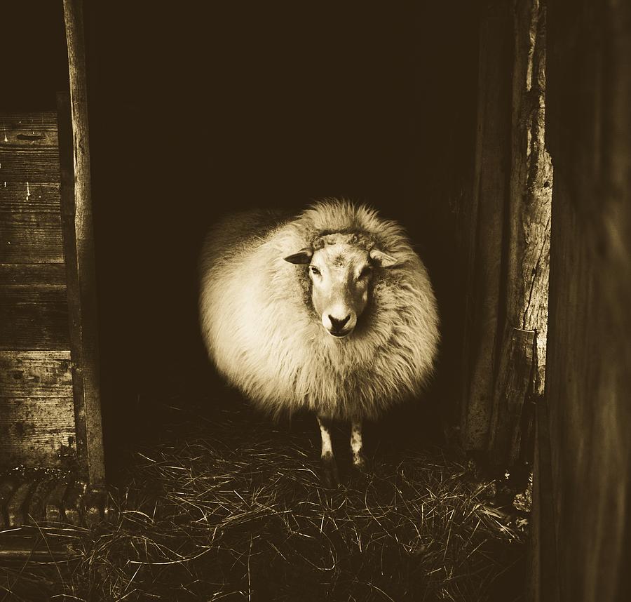 Wooly Sheep #1 Photograph by Mountain Dreams