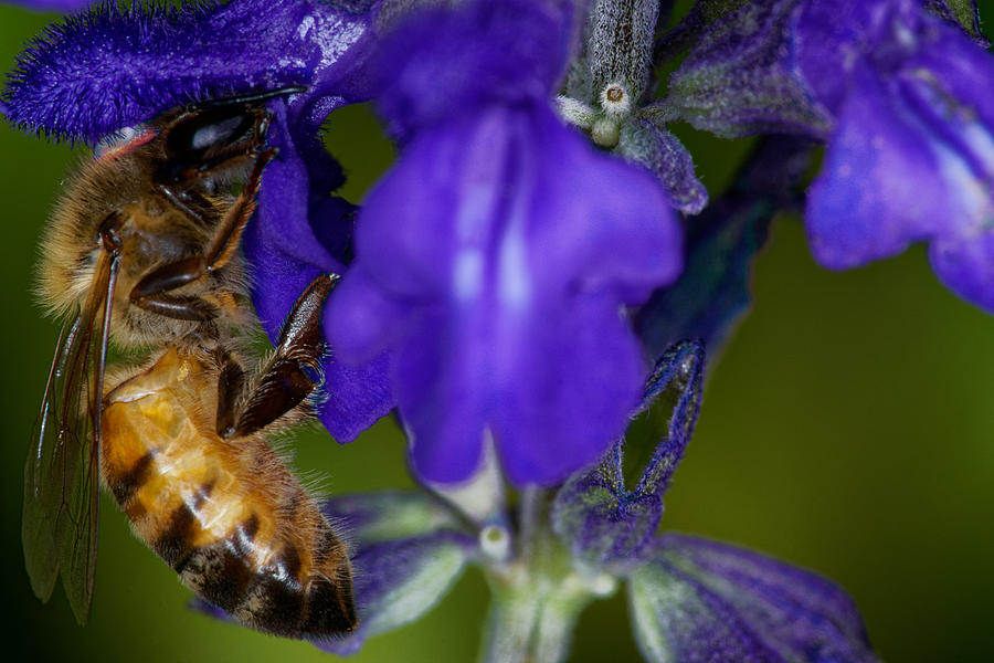 Worker Bee Photograph