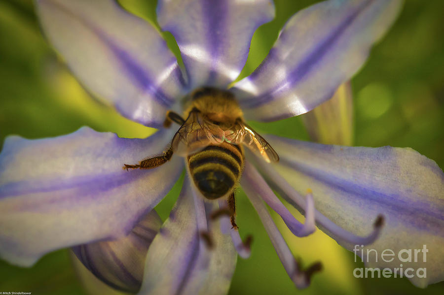 Worker Bee #1 Photograph by Mitch Shindelbower