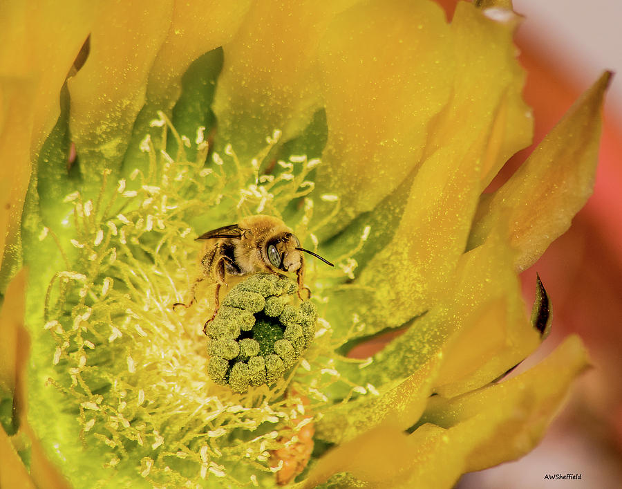 El Paso Photograph - Working Bee #1 by Allen Sheffield