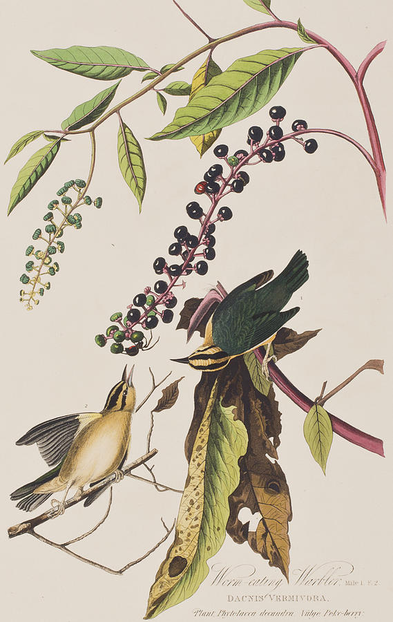John James Audubon Painting - Worm eating Warbler  by John James Audubon