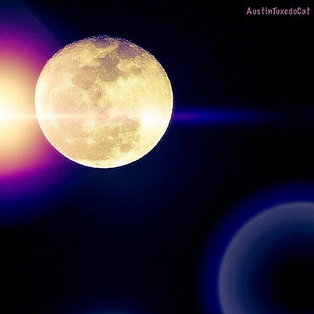 Nature Photograph - Wouldnt It Be Great If The #moon And #1 by Austin Tuxedo Cat