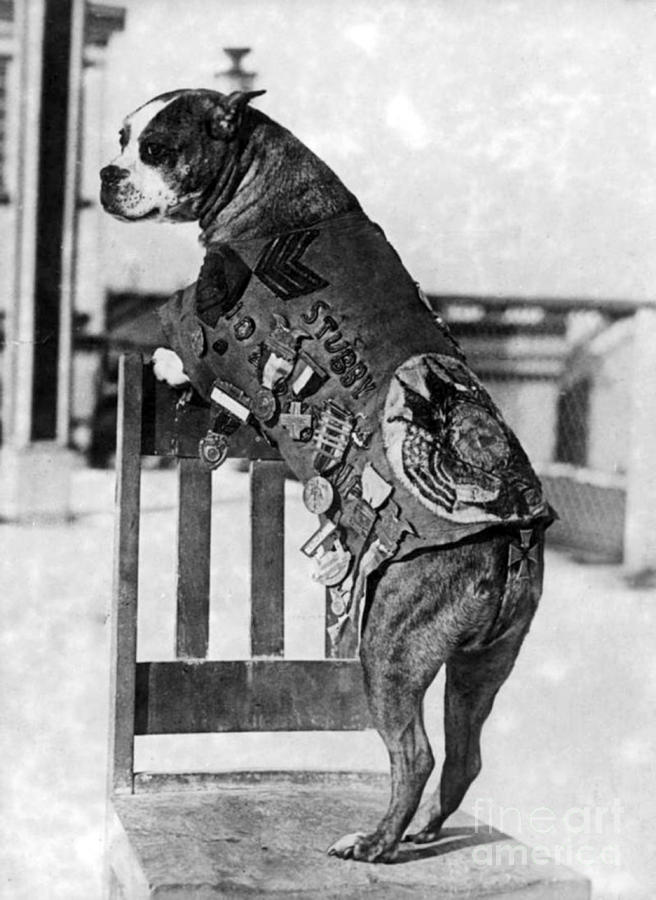 Dog Photograph - Wwi, Sergeant Stubby, American War Dog #1 by Science Source