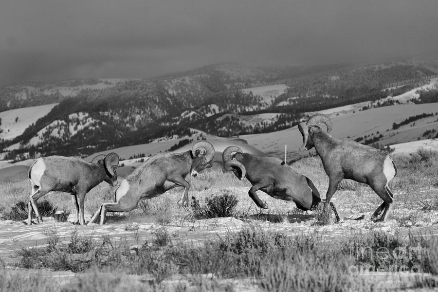 Wyoming Bighorn Brawlers - Black And White #1 Photograph by Adam Jewell