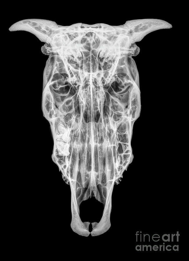 X-ray of a skull of a cow  #1 Photograph by Guy Viner
