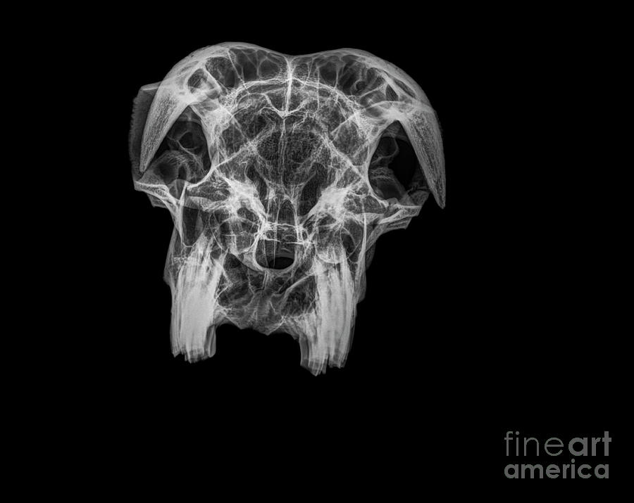 X-ray of a skull of a goat #1 Photograph by Guy Viner