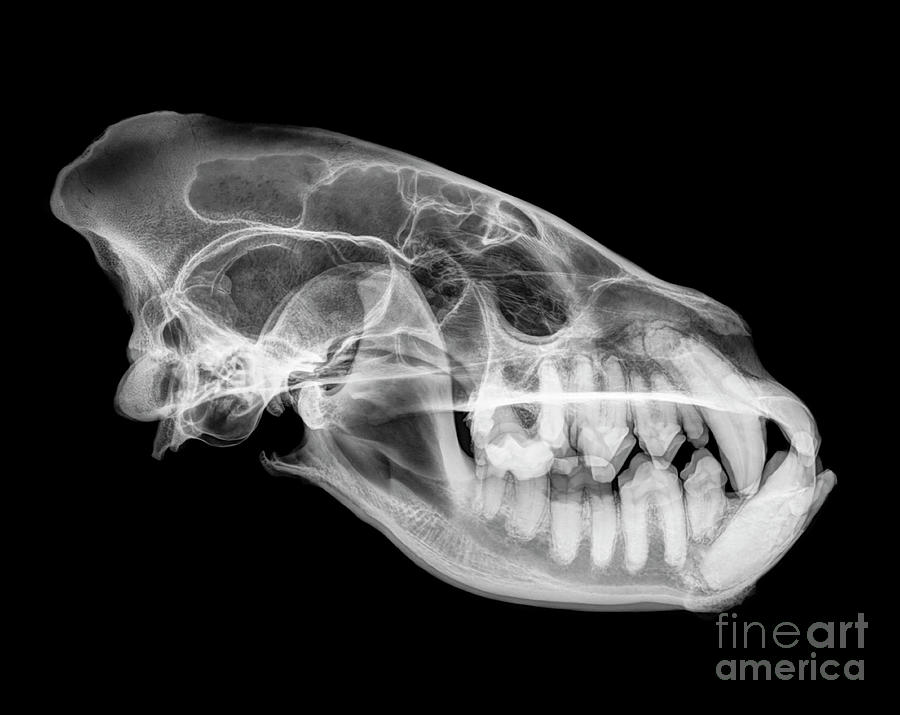 X-ray of a skull of an Hyaena  #1 Photograph by Guy Viner