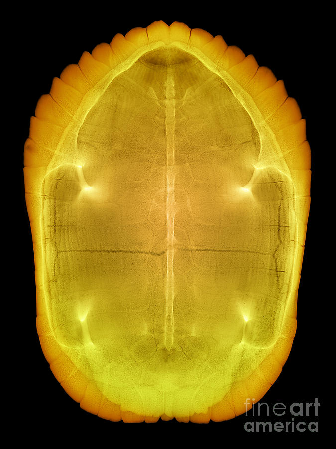 X-ray Of A Turtle Shell #1 Photograph by Ted Kinsman