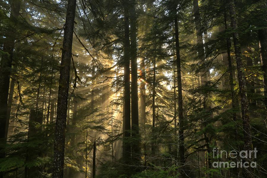 Sol Duc Light Beams Photograph by Adam Jewell