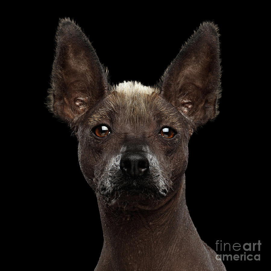 Xoloitzcuintle - Hairless Mexican Dog Breed, Studio Portrait On ...