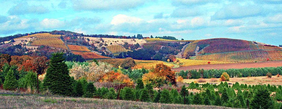 Yamhill Valley Vineyards #1 Photograph by Margaret Hood