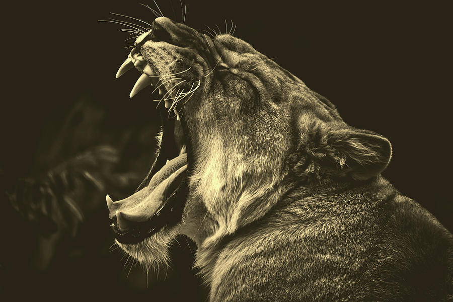 Yawning Lion #1 Photograph by Mountain Dreams
