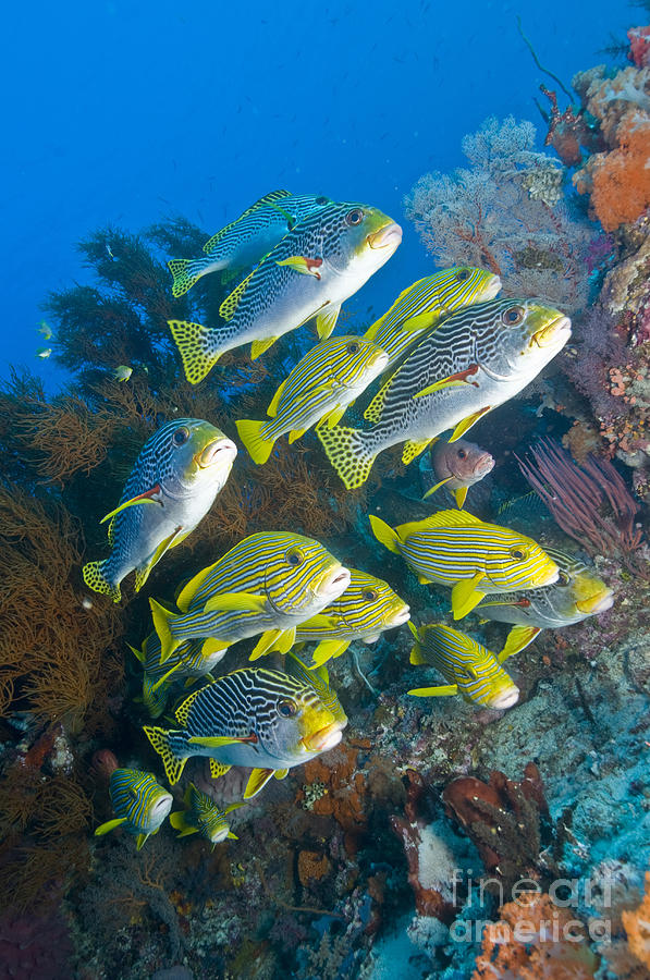 Fish Photograph - Yellow And Blue Striped Sweeltip Fish #1 by Mathieu Meur