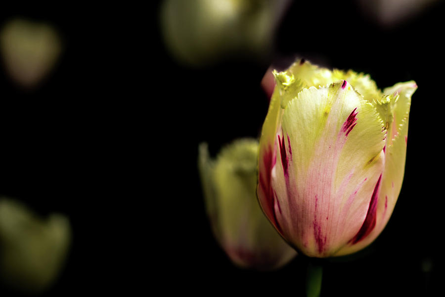 Yellow and Red Tulip #1 Photograph by Jay Stockhaus