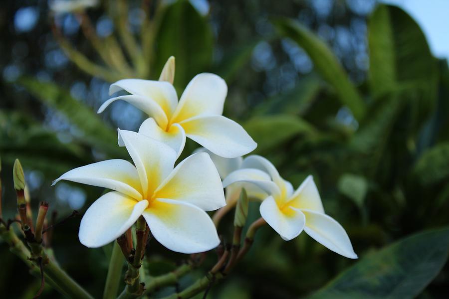 Yellow and White Plumeria #2 Photograph by Brian Eberly