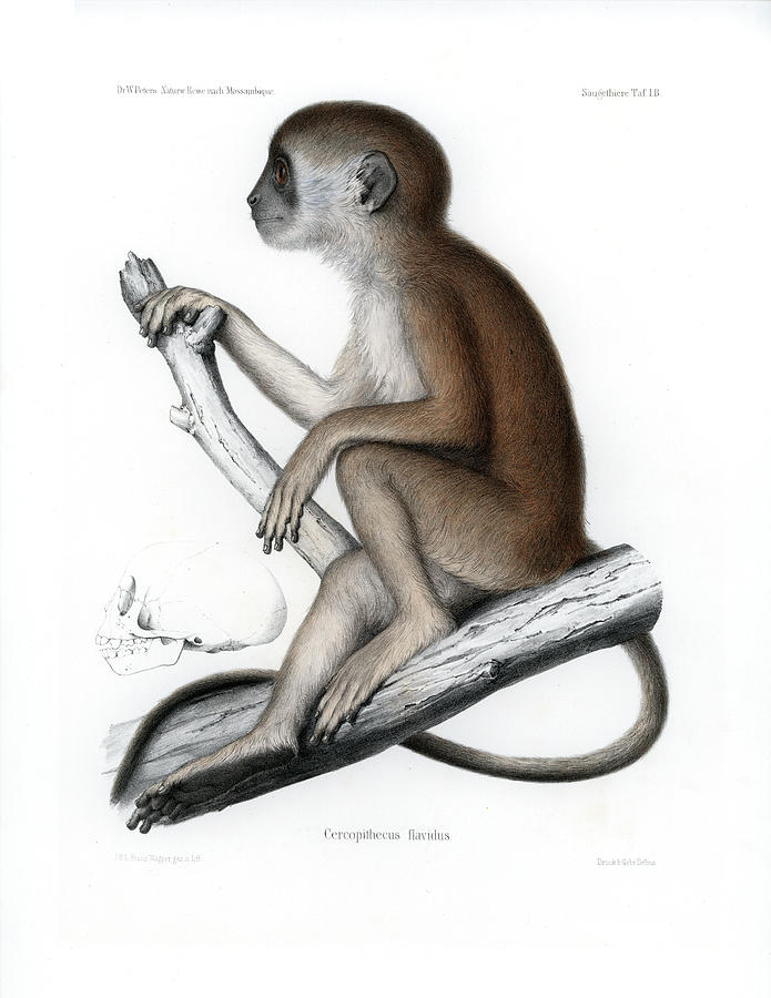 Yellow Baboon, Papio Cynocephalus #1 Drawing by J D L Franz Wagner
