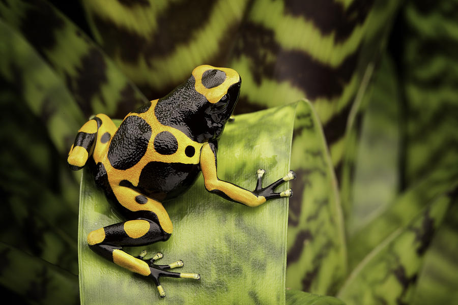 Yellow banded poison dart frog #1 Photograph by Dirk Ercken