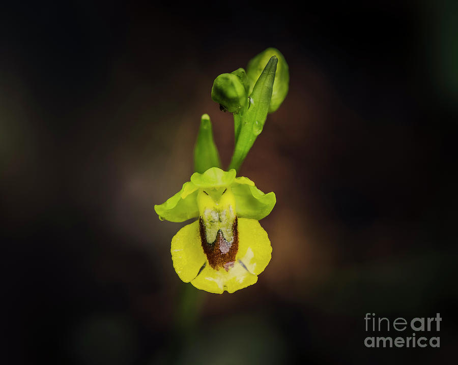 Yellow Bee-orchid, Ophrys Lutea #1 Photograph by Perry Van Munster