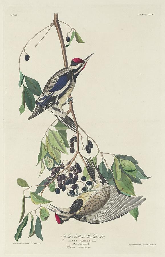 John James Audubon Drawing - Yellow-Bellied Woodpecker #1 by Dreyer Wildlife Print Collections 