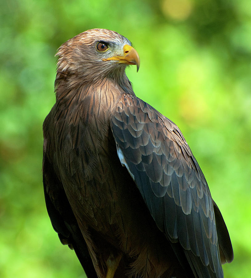 Yellow-Billed Kite #1 Photograph by Pat Exum